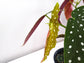 Begonia maculata - Polka dot plant-plant-ThePaintedLeaf-care