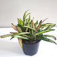 Hoya kentiana variegata-plant-ThePaintedLeaf-care