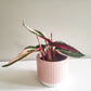 Stromanthe triostar-plant-ThePaintedLeaf-care