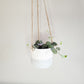 String of Hearts - Plant and Pot Combo-ThePaintedLeaf-care