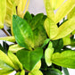Zamioculcas zamiifolia 'Chameleon'- ZZ plant-Plants-ThePaintedLeaf