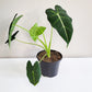 Alocasia micholitziana- Frydek-Plants-ThePaintedLeaf