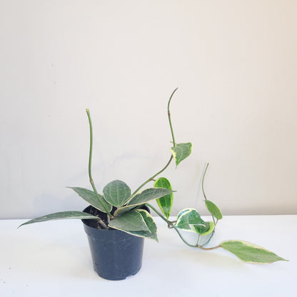 Hoya latifolia variegata