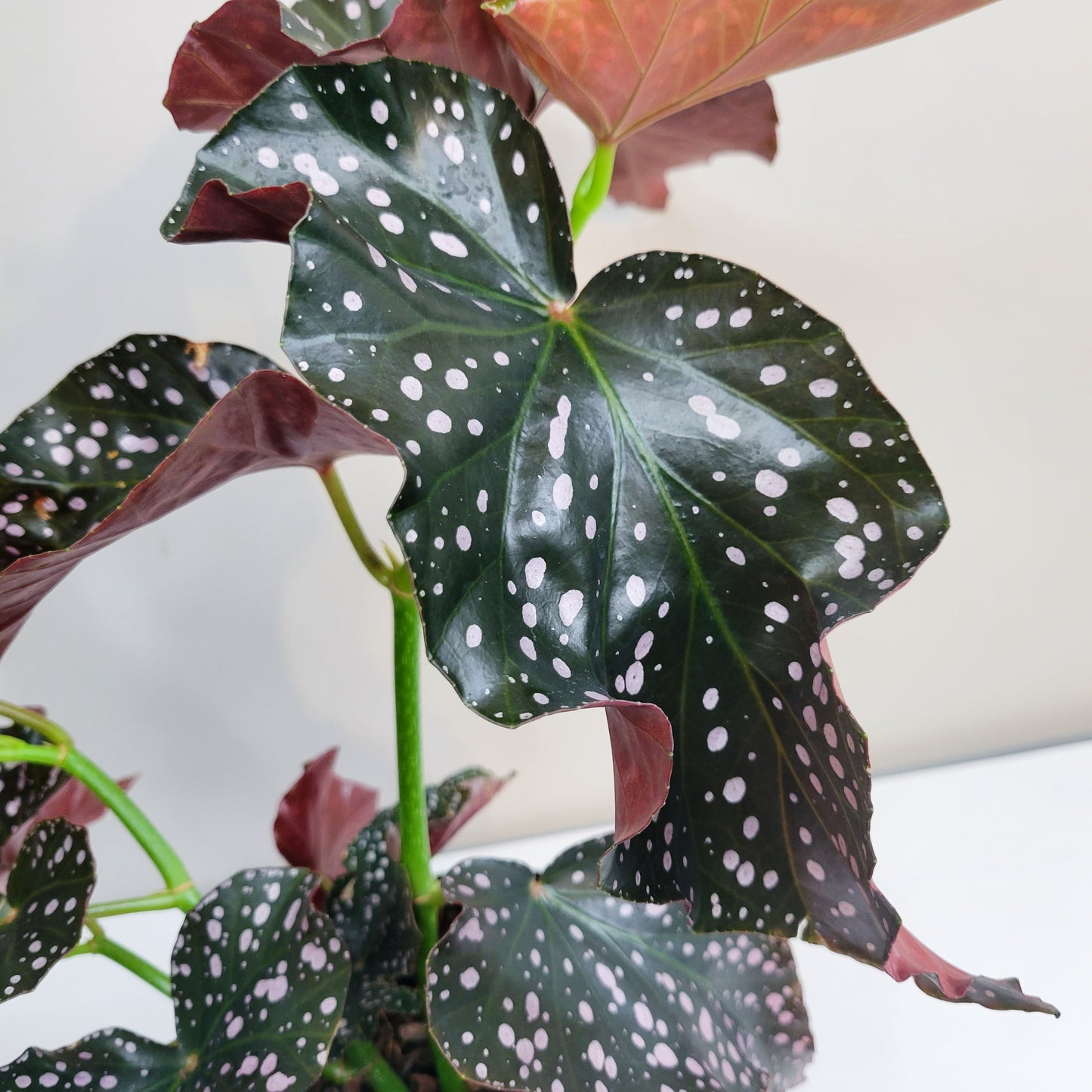 Begonia sp. 'Cracklin' Rosie'
