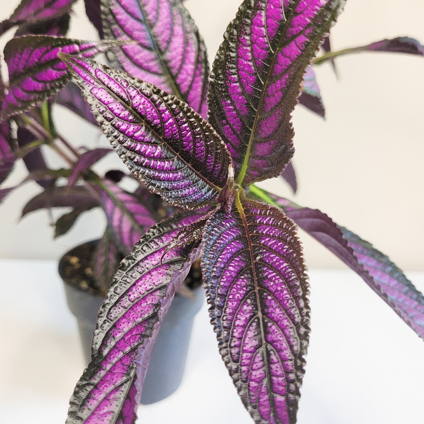 Strobilanthes dyerianus - Persian Shield