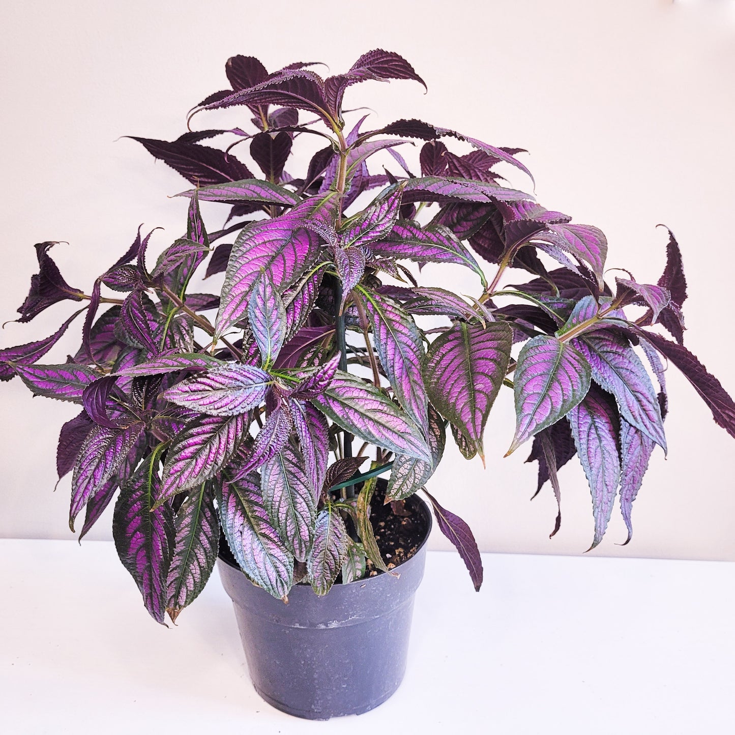 Strobilanthes dyerianus - Persian Shield