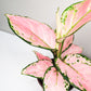 Aglaonema commutatum - Pink Anyamanee (Cherry Pink)