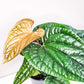 Anthurium radicans x luxurians