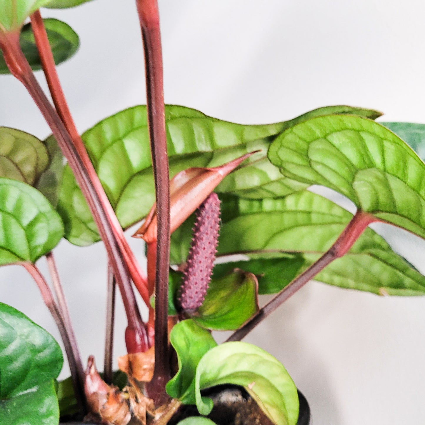 Anthurium radicans x luxurians