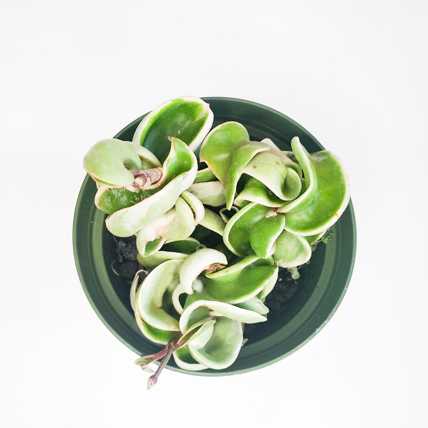 Hoya carnosa Compacta - Corde hindoue