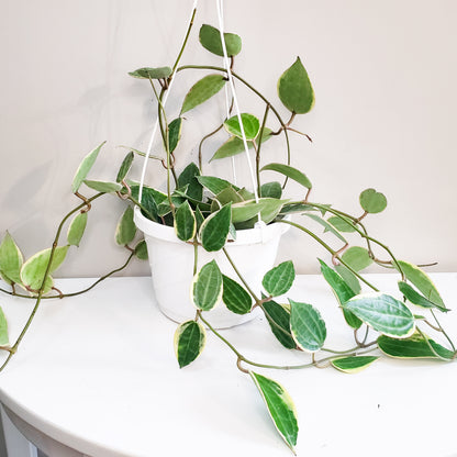 Hoya macrophylla variegata