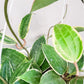 Hoya latifolia variegata