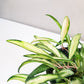 Hoya kentiana variegata