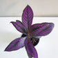 Strobilanthes dyerianus - Persian Shield