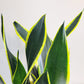 Sansevieria Black Gold