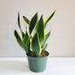 Sansevieria Black Gold