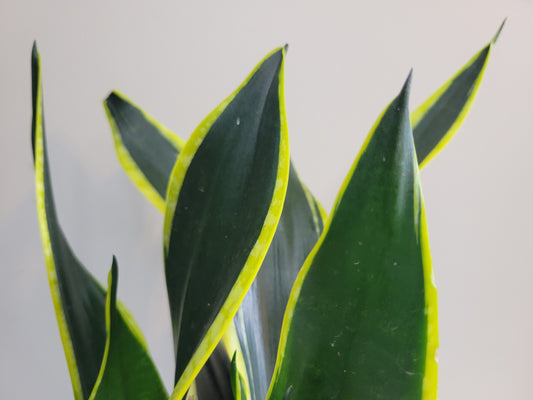 Sansevieria Black Gold