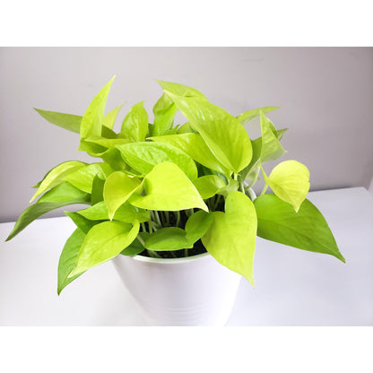 Epipremnum aureum- Neon Pothos-plant-ThePaintedLeaf-care