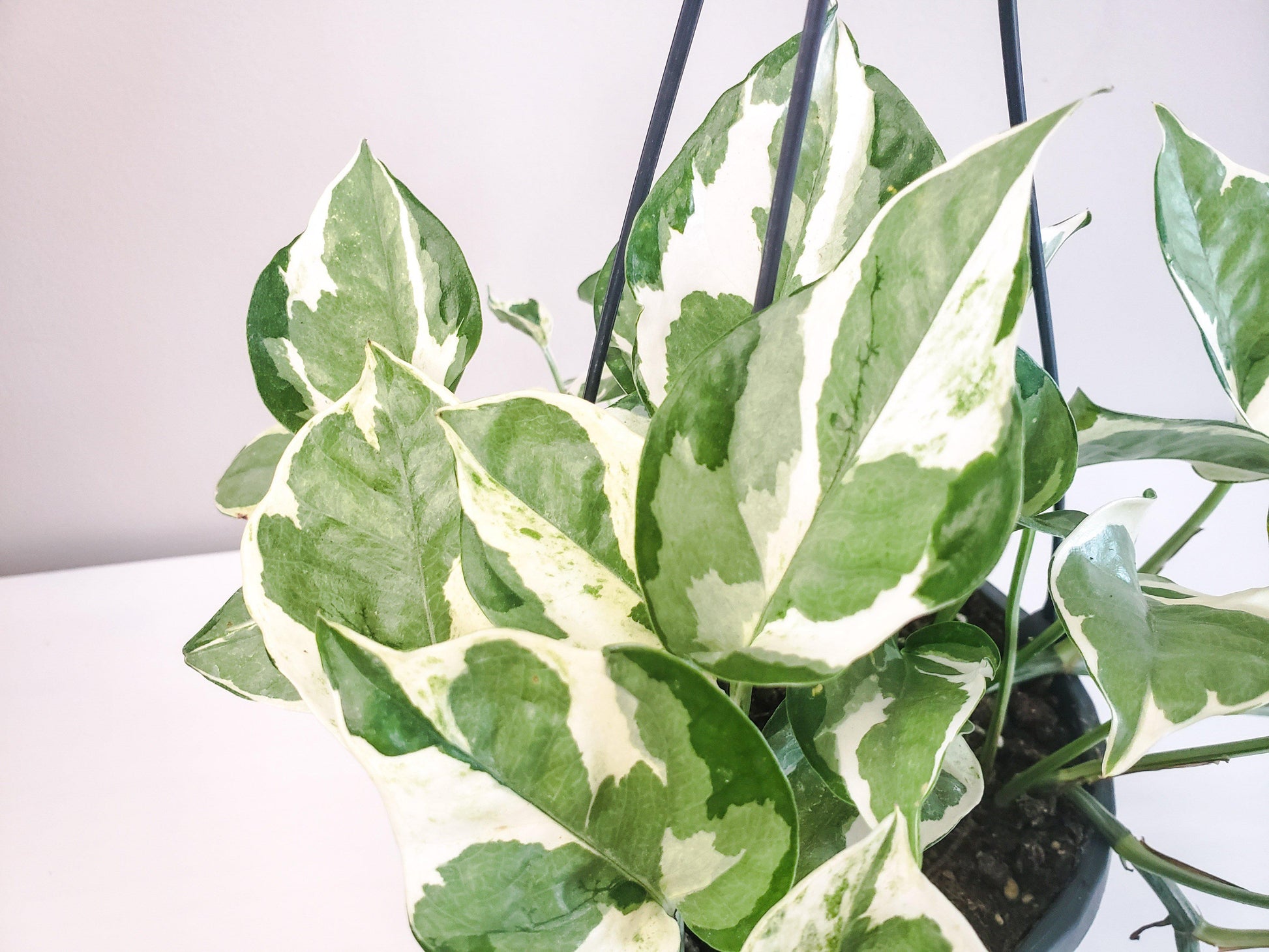 Epipremnum aureum - Pearls and Jade Pothos-plant-ThePaintedLeaf-care