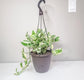 Epipremnum aureum - Pearls and Jade Pothos-plant-ThePaintedLeaf-care