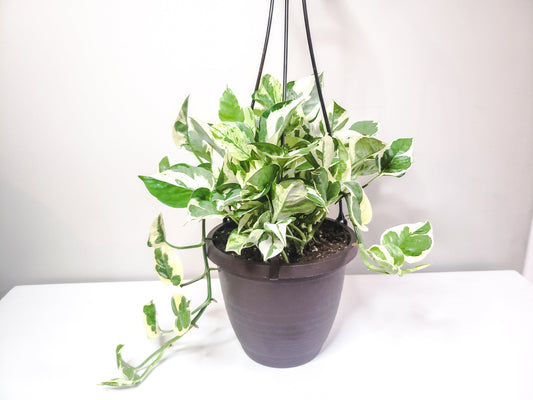 Epipremnum aureum - Pearls and Jade Pothos-plant-ThePaintedLeaf-care