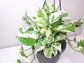 Epipremnum aureum - Pearls and Jade Pothos-plant-ThePaintedLeaf-care