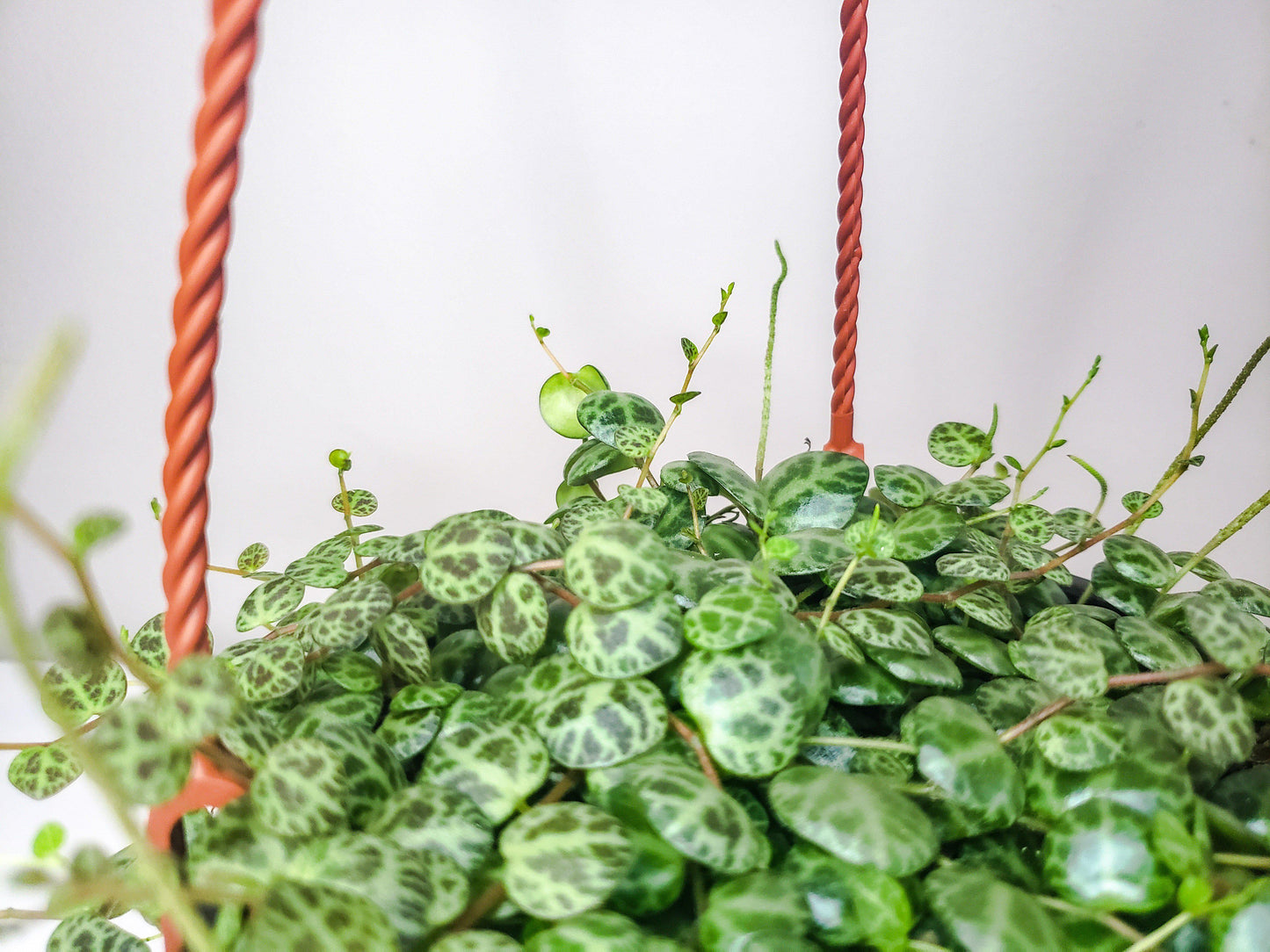 Peperomia prostrata- String of Turtles-plant-ThePaintedLeaf-care