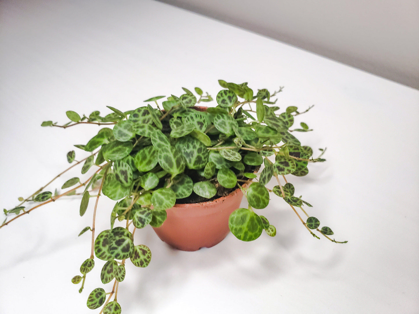 Peperomia prostrata- String of Turtles-plant-ThePaintedLeaf-care