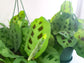 Maranta leuconeura- Green Prayer Plant-plant-ThePaintedLeaf-care