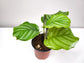 Calathea orbifolia-plant-ThePaintedLeaf-care