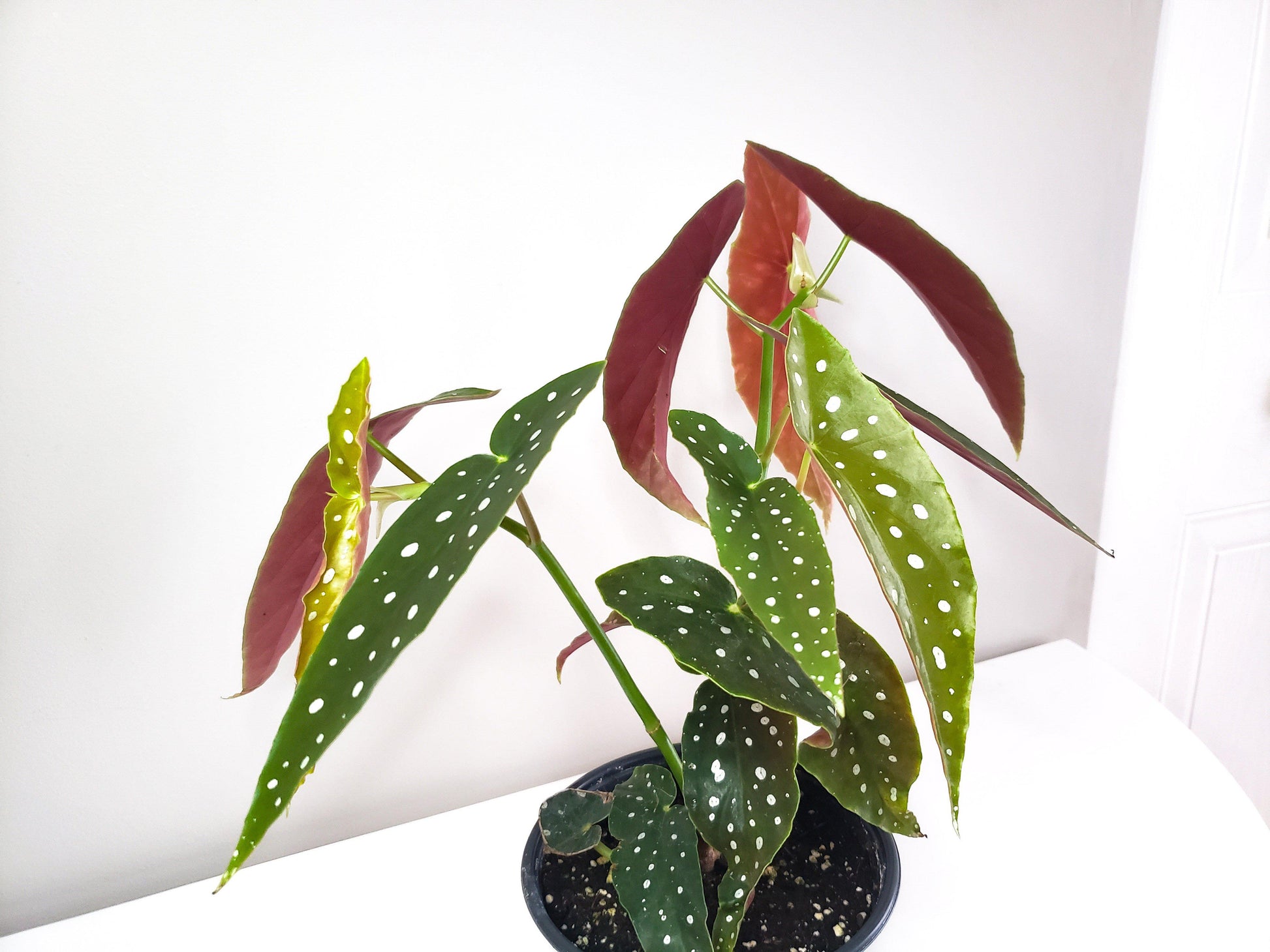 Begonia maculata - Polka dot plant-plant-ThePaintedLeaf-care