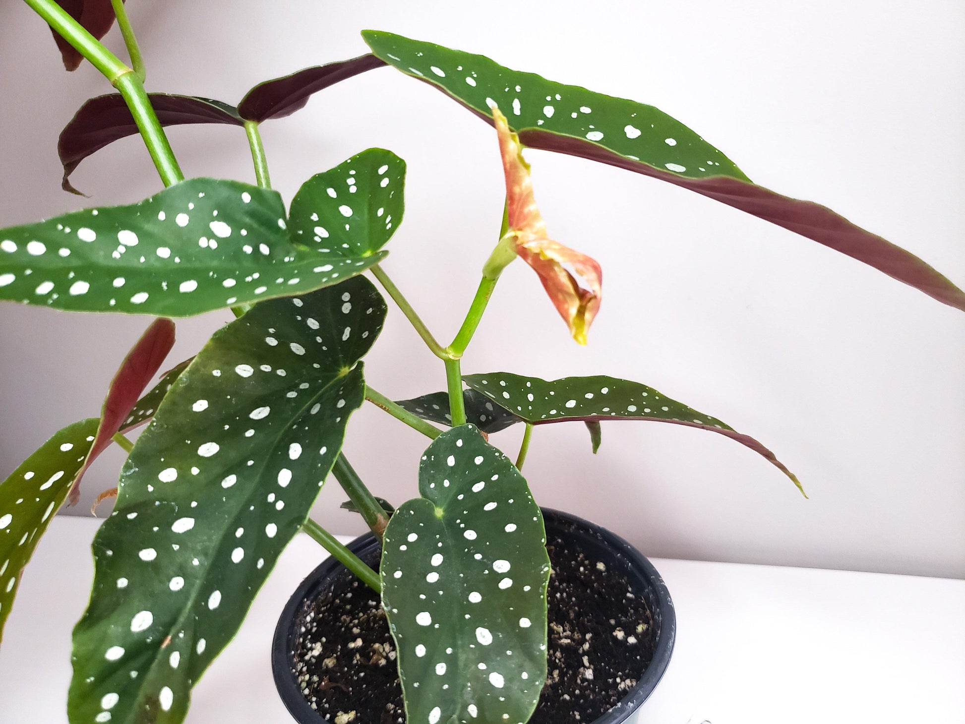 Begonia maculata - Polka dot plant-plant-ThePaintedLeaf-care