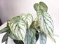 Philodendron brandtianum- Brandi-Plants-ThePaintedLeaf-care