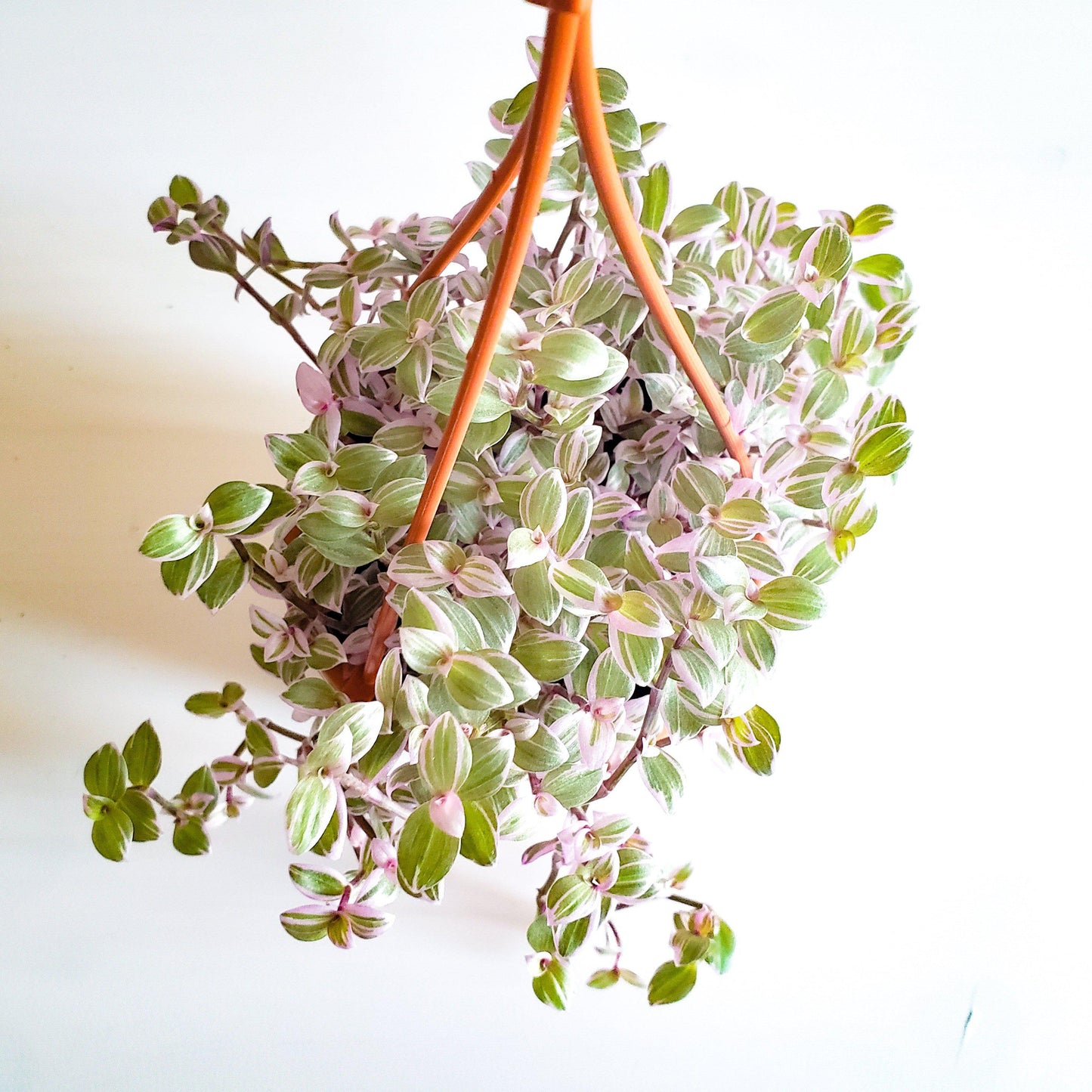 Callisia repens- Pink Lady-plant-ThePaintedLeaf-care