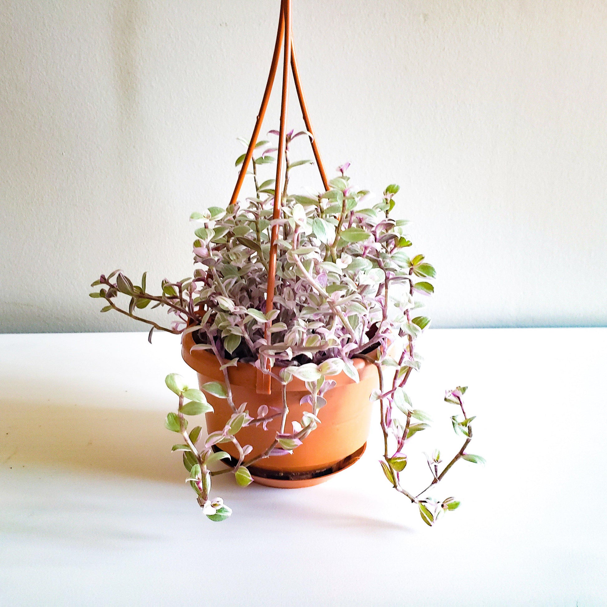 Fermer Rose Dame Ou Callisia Repens Ou Tortue Vigne Ou Pouce Plante Belle  Plantes Pousser En Céramique Noir Pot Dans Le Jardin. Photo stock - Image  du centrales, croissance: 224787092