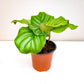 Calathea orbifolia-plant-ThePaintedLeaf-care