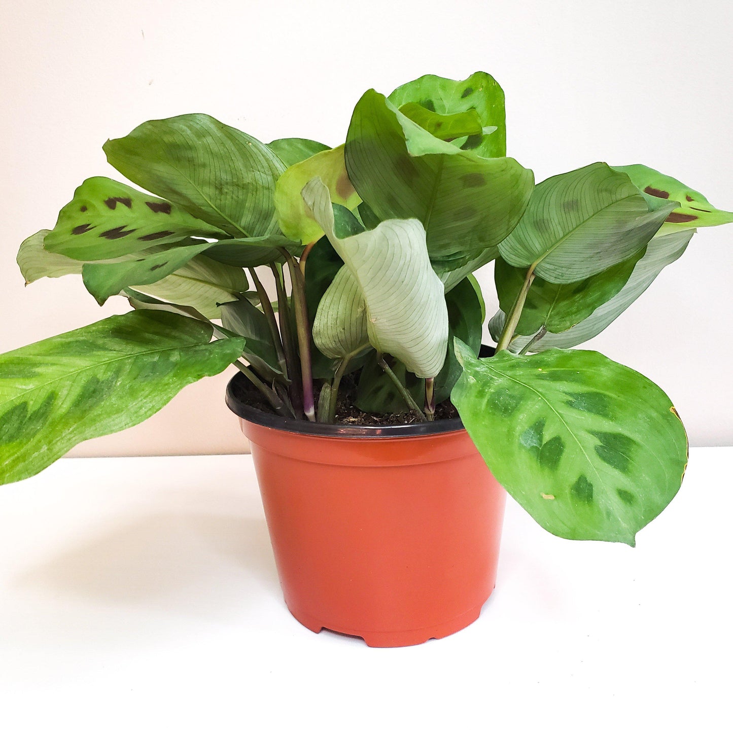 Maranta leuconeura- Green Prayer Plant-plant-ThePaintedLeaf-care