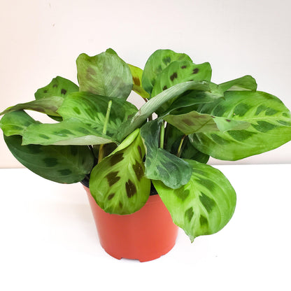 Maranta leuconeura- Green Prayer Plant-plant-ThePaintedLeaf-care