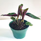 Calathea - Stromanthe- Plant and Pot Combo-plant-ThePaintedLeaf-care