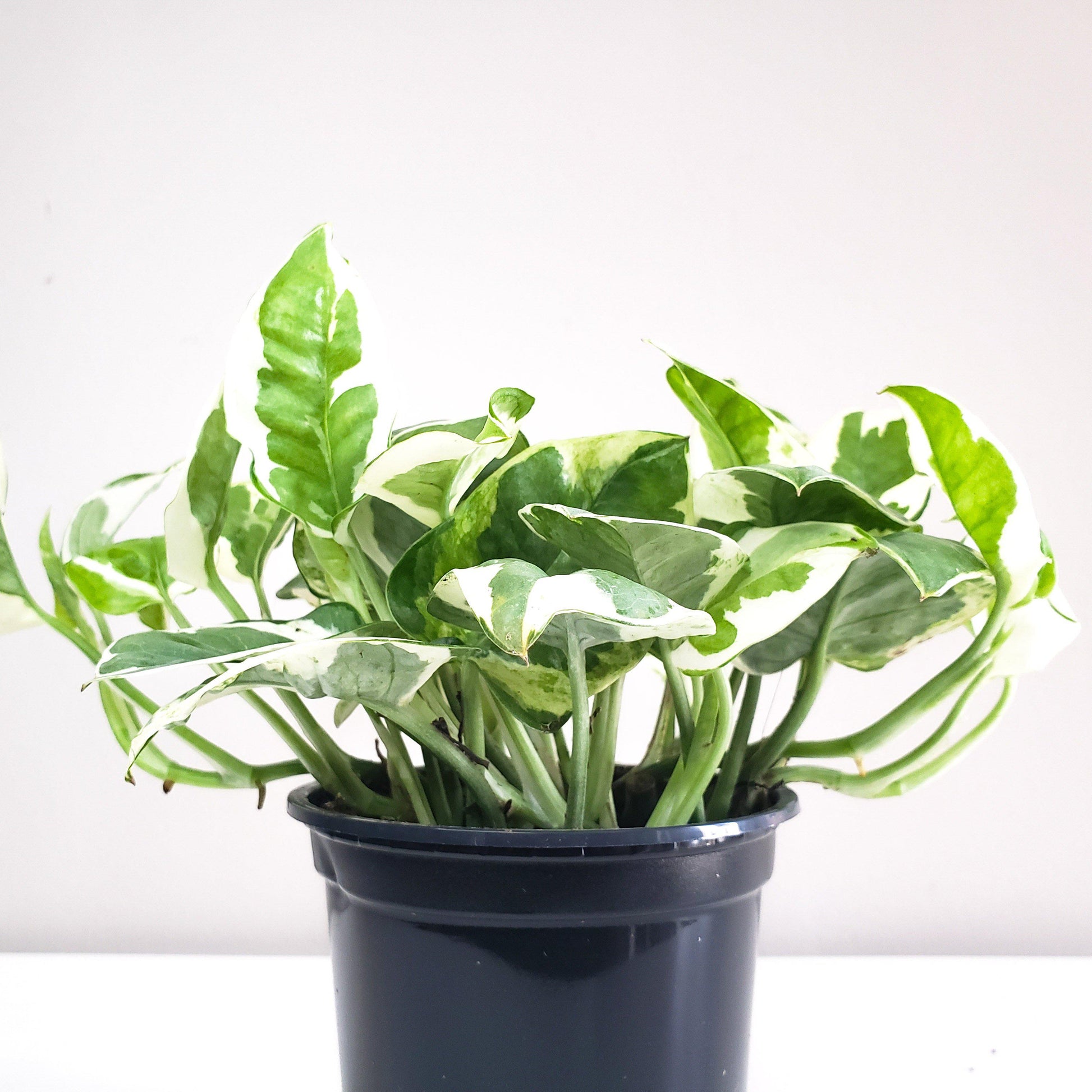 Epipremnum aureum - Pearls and Jade Pothos-plant-ThePaintedLeaf-care