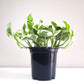 Epipremnum aureum - Pearls and Jade Pothos-plant-ThePaintedLeaf-care