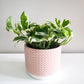 Epipremnum aureum - Pearls and Jade Pothos-plant-ThePaintedLeaf-care