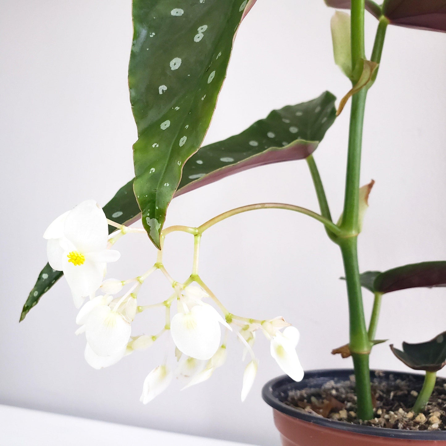 Begonia maculata - Polka dot plant-plant-ThePaintedLeaf-care