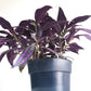 Strobilanthes dyerianus - Persian Shield-plant-ThePaintedLeaf-care