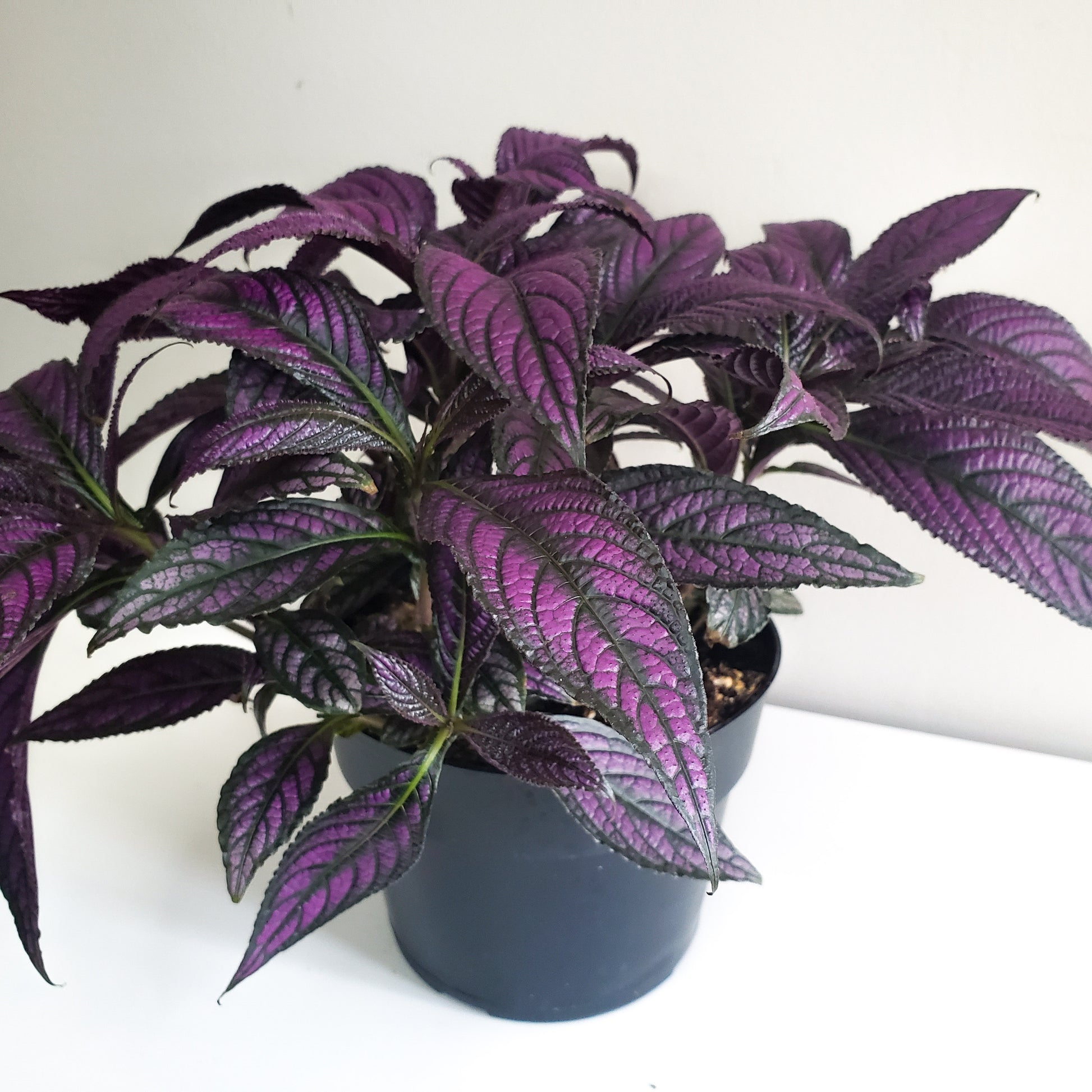 Strobilanthes dyerianus - Persian Shield-plant-ThePaintedLeaf-care