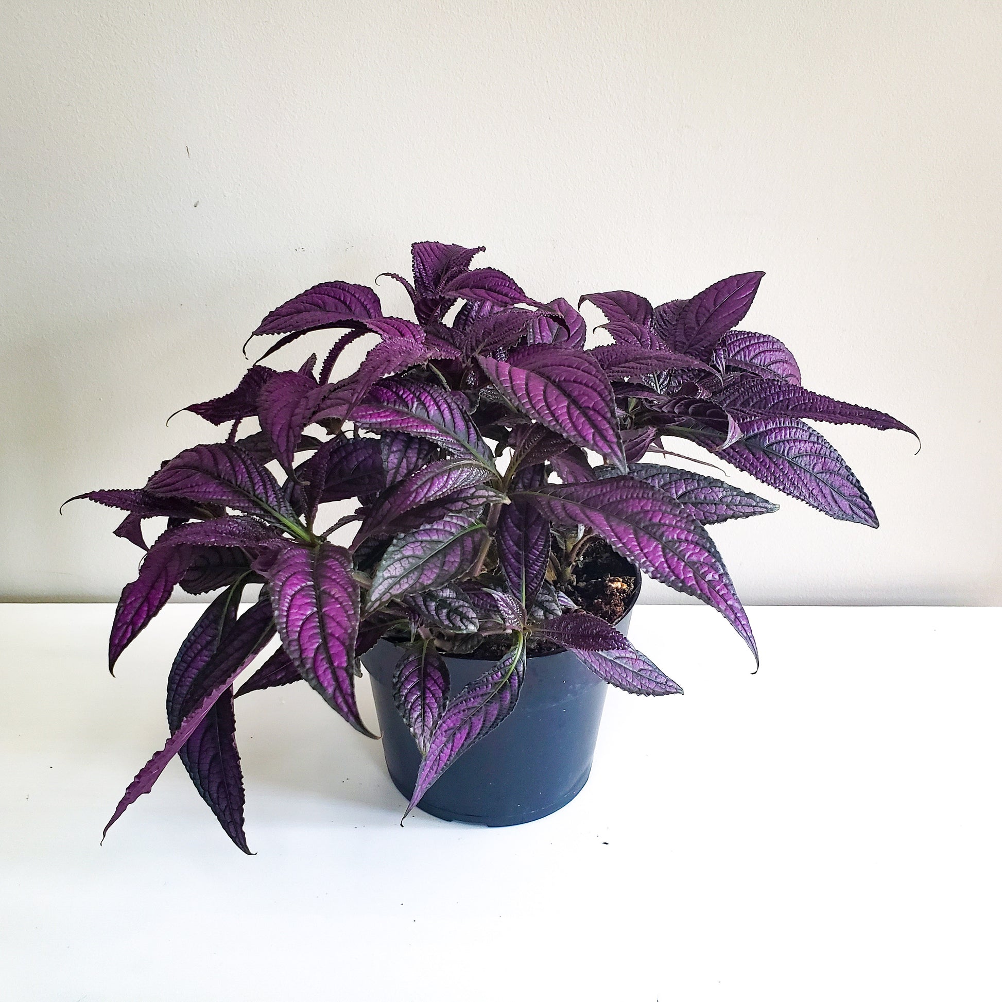 Strobilanthes dyerianus - Persian Shield-plant-ThePaintedLeaf-care