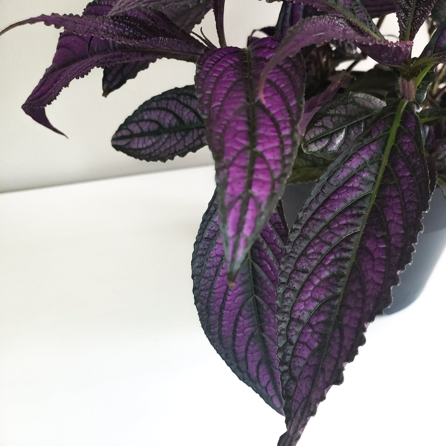 Strobilanthes dyerianus - Persian Shield-plant-ThePaintedLeaf-care