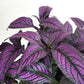 Strobilanthes dyerianus - Persian Shield-plant-ThePaintedLeaf-care