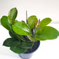 Hoya australis-plant-ThePaintedLeaf-care