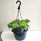 Maranta leuconeura- Green Prayer Plant-plant-ThePaintedLeaf-care